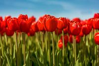 Tulpen uit Flevoland