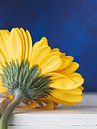 Gelbe Gerbera-Blüte von Maaike Zaal Miniaturansicht