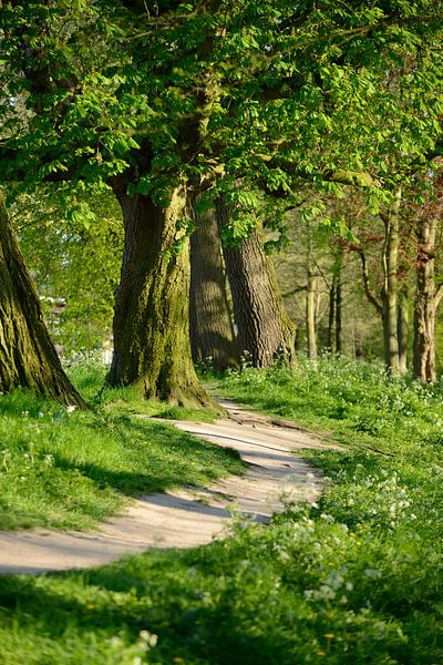 Le long du canal à Utrecht par In Utrecht