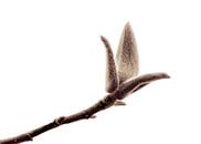 Bloemknop van de Magnolia  van Yvon van der Wijk thumbnail
