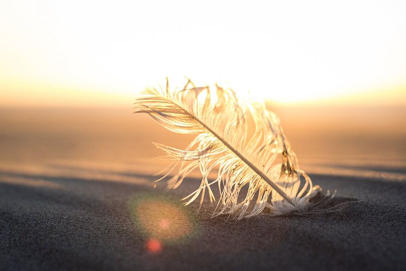 Feather on the beach by Creative PhotoLab