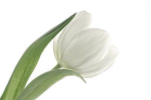 Tulipe