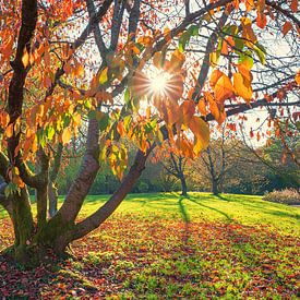 oude kersenboom met oranje bladeren in de herfst, stralende zon van SusaZoom