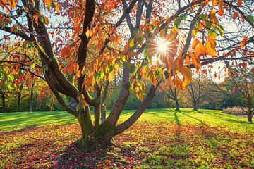 oude kersenboom met oranje bladeren in de herfst, stralende zon van SusaZoom