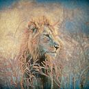 Leeuw in het hoge gras. van Francis Dost thumbnail
