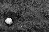 Einsame Muschel auf dem Wierumerwad mit schön geformten Mustern im Schlamm von AGAMI Photo Agency Miniaturansicht