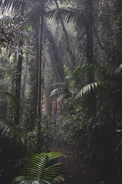 Regenwald von Ennio Brehm