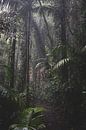 Regenwald von Ennio Brehm Miniaturansicht