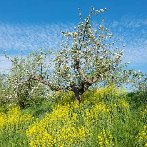 bloeiende appelboom tussen geel koolzaad langs de appeldijk in de lente