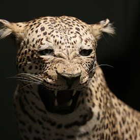 Leopard von Matthias Brix