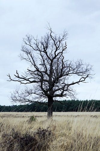 Deelerwoud, Veluwe Gelderland