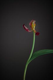 fade 2 by Carla Van Iersel