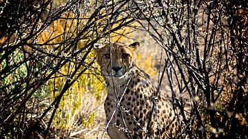 Cheetah van Mathieu Denys