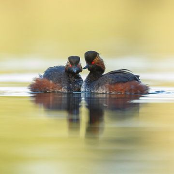 black necked grebe sur Menno Schaefer