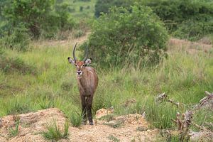 Defassa Wasserbock (Kobus defassa), Murchison Falls National Park, Uganda