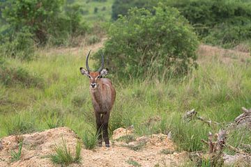 Cobus defassa (Kobus defassa), parc national de Murchison Falls, Ouganda. sur Alexander Ludwig