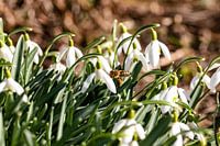 C'est l'hiver et les abeilles sont déjà à la recherche de nourriture
