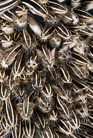 Katten spel van Dray van Beeck