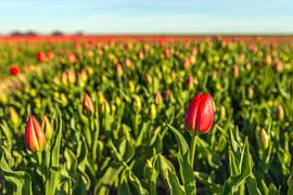Tulipes en bouton et en fleur sur Ruud Morijn