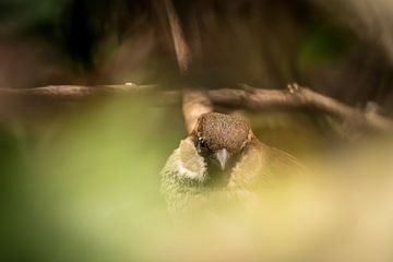 Close-up van een mus in een bosje in Jena van Wolfgang Unger