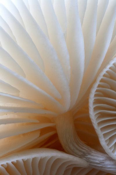 porceleinzwam par Wil Wouters