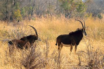 Sable antelopes by Merijn Loch