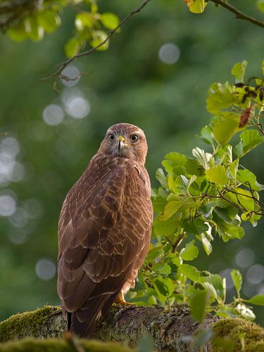 Mäusebussard, Porträt von BHotography