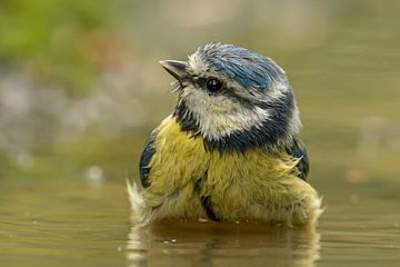 Blaumeise von Hennie Zeij