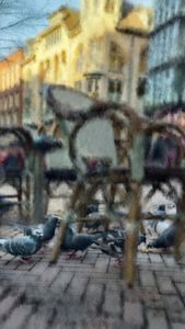 Les oiseaux urbains sous les chaises de terrasse