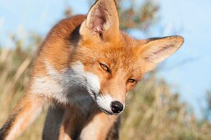 Fox portrait