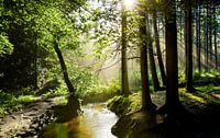 Beautiful forest