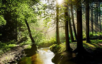 Wald mit Bach von Günter Albers