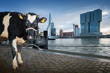 Cow in Rotterdam / Willemskade by Rob de Voogd / zzapback