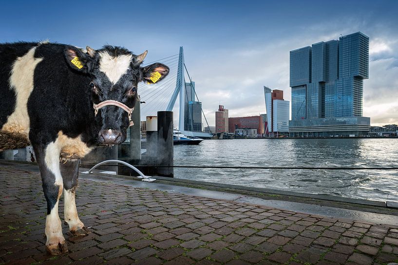 Koe in Rotterdam / Willemskade van Rob de Voogd / zzapback