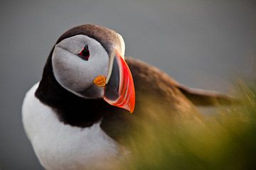 Puffin by Martijn Smeets