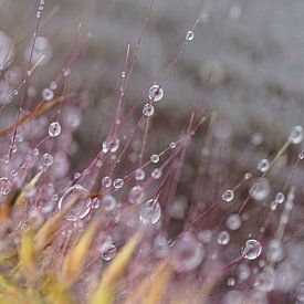 Colorful Macro Drops by BHotography