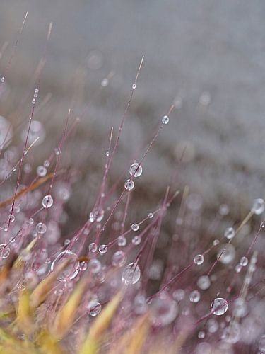 Colorful Macro Drops by BHotography