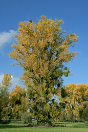 the Urdenbacher Kämpe nature reserve in autumn, situated in the Rhine floodplains near Düsseldorf-Urdenbach, North Rhine-Westphalia, Germany by Peter Eckert