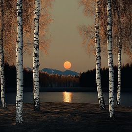 Bouleaux au soleil couchant sur Karina Brouwer