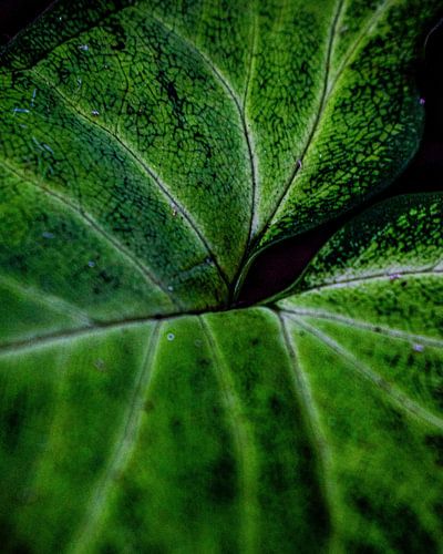 Monstera Plant