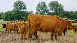 Hooglanders von Dirk van Egmond