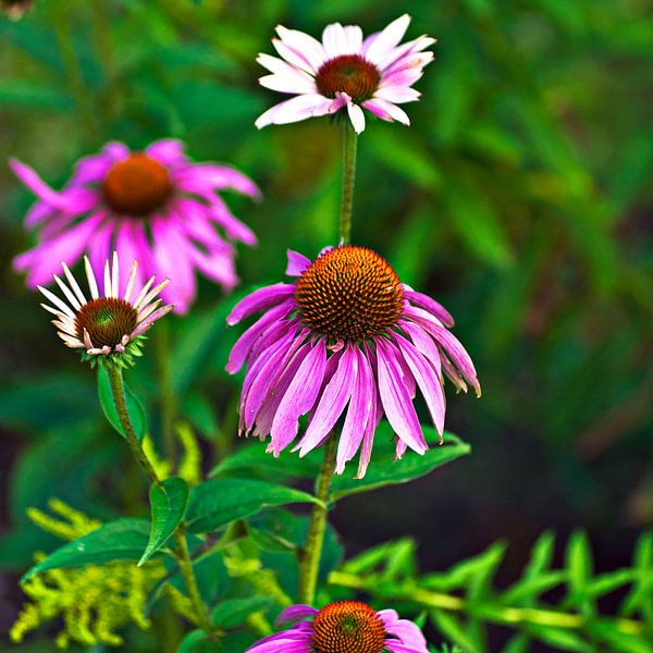Enchanting echinacea flowers in the summer garden by Silva Wischeropp