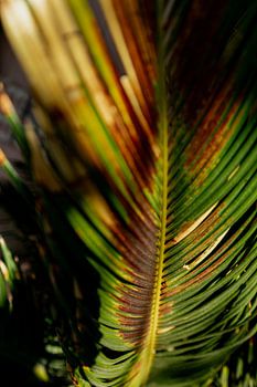 Playing shadows on a palm leaf