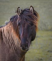Stoer, wild en ruig, een Konikpaard