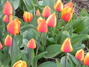 Hollandse tulpen in een bloembollenveld van Ingrid Van Maurik