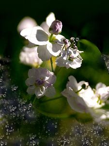 Wasserblume 