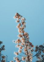Kirschblüte im Frühling in den Niederlanden