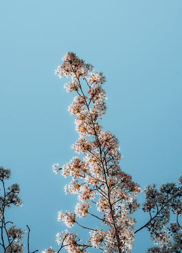 Kersenbloesem in het voorjaar in Nederland