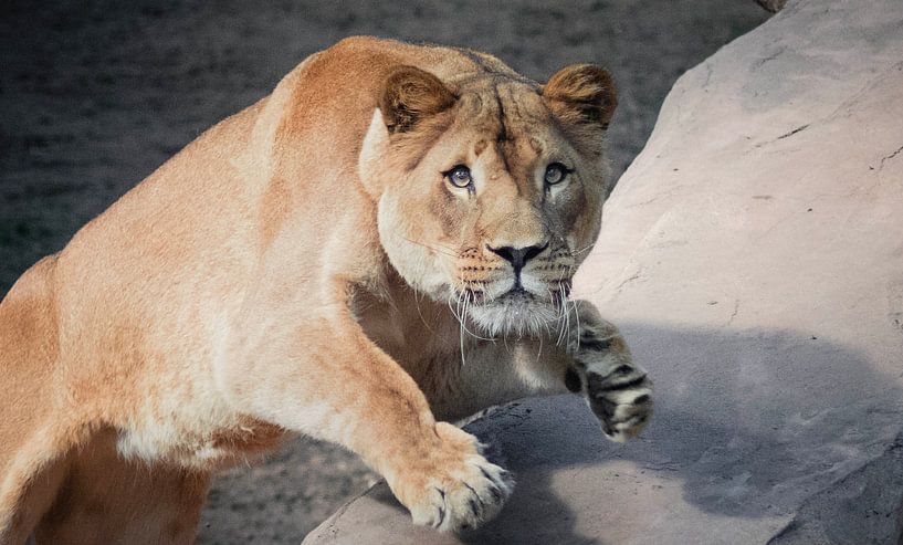 Lion Landgoed Hoenderdaell by Eveline van Beusichem