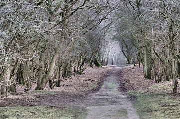 Waldweg 1